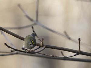 Wintergoldhähnchen