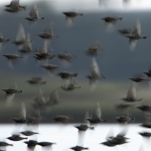 Schwarm Stare fliegt aus dem Schilf auf