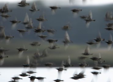 Schwarm Stare fliegt aus dem Schilf auf