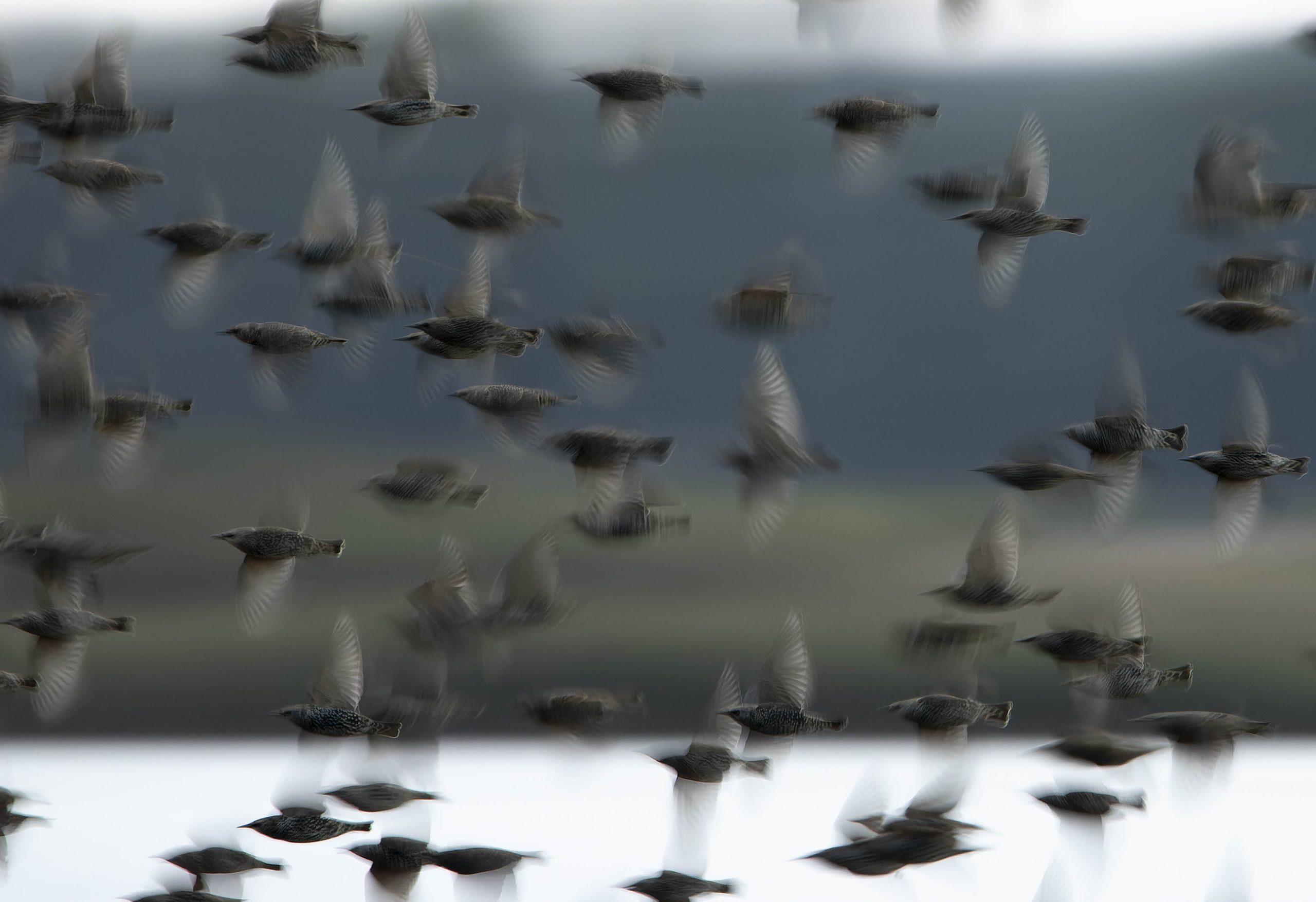 Schwarm Stare fliegt aus dem Schilf auf